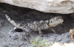 Laudakia stellio daani