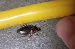 Tanystoma maculicolle