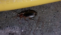 Tanystoma maculicolle