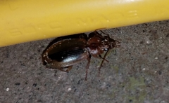 Tanystoma maculicolle