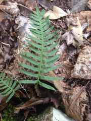Polypodium appalachianum