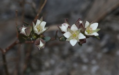 Boronia parviflora