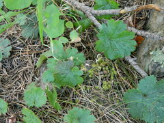Waldsteinia idahoensis