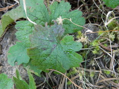 Waldsteinia idahoensis