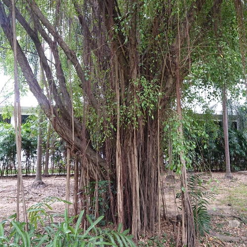 Ficus benjamina