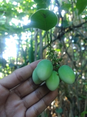 Passiflora megacoriacea image