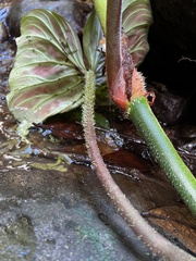 Philodendron verrucosum image