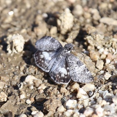 Chiomara georgina pelagica