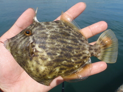 Threadsail Filefish photo 4