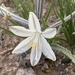 Desert Lily - Photo (c) Eric Hough, some rights reserved (CC BY-NC), uploaded by Eric Hough