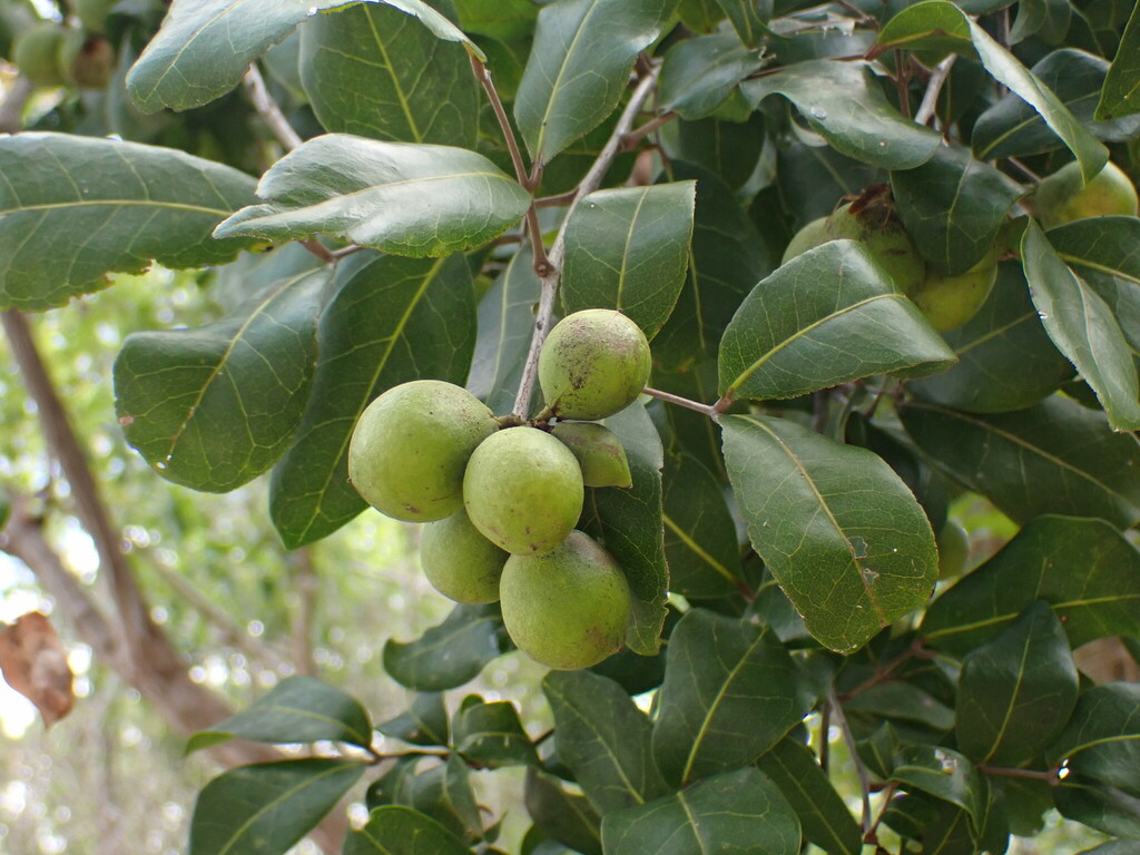 Melicoccus oliviformis from Benito Juárez, Quintana Roo, Mexico on June ...