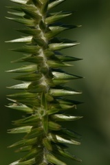 Achyranthes splendens