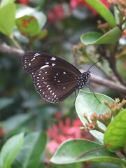 Euploea lewinii