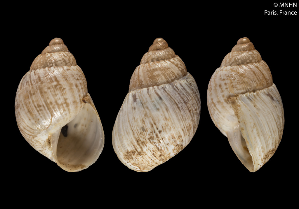 Bostryx albicans