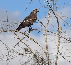 Rostrhamus sociabilis plumbeus