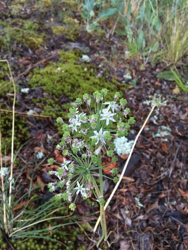 Striped garlic (Allium cuthbertii)