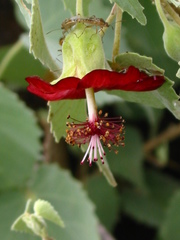 Abutilon menziesii