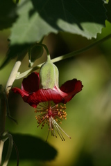 Abutilon menziesii