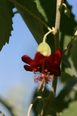 Abutilon menziesii