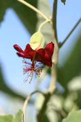 Abutilon menziesii