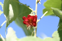 Abutilon menziesii