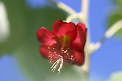 Abutilon menziesii