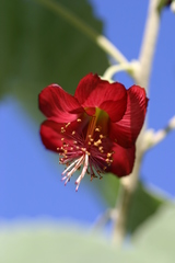 Abutilon menziesii