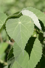 Abutilon menziesii