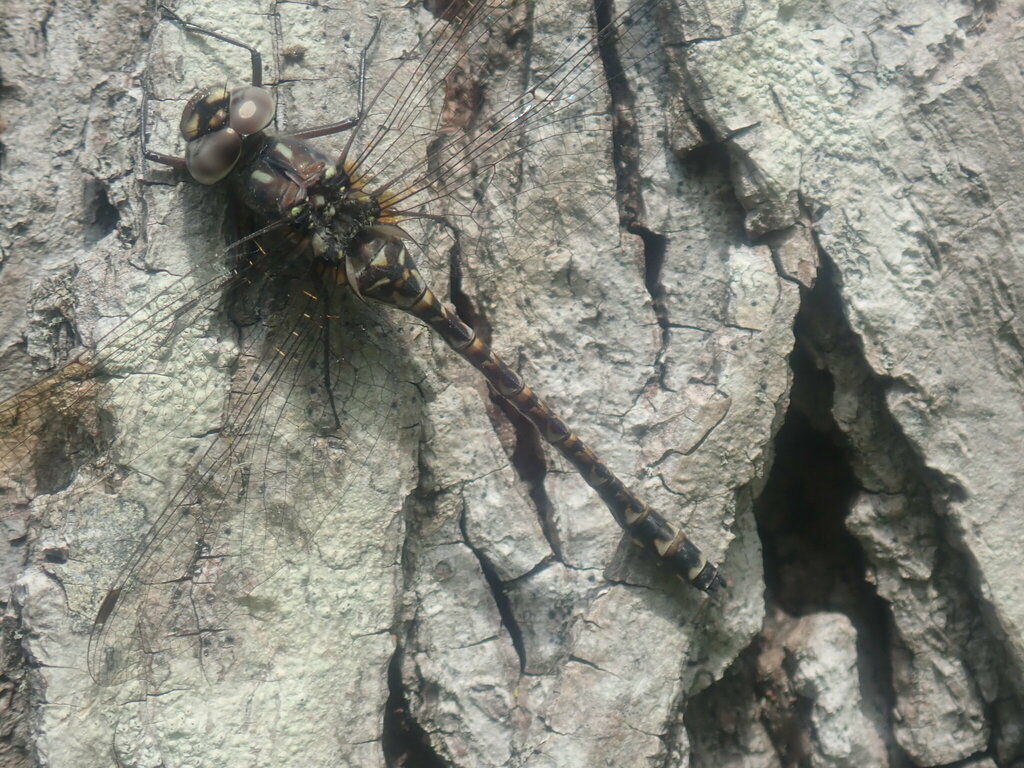 Harlequin Darner