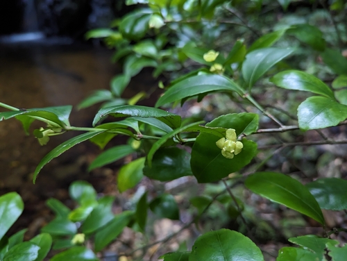 Euonymus tashiroi iNat (1)