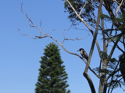 Cracticus torquatus