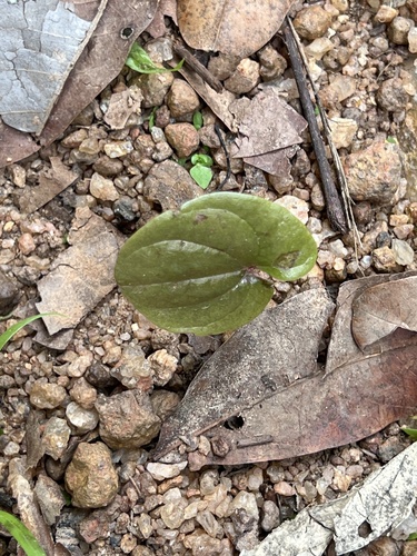 Smilax pumila image