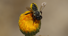 Megachile pollinosa