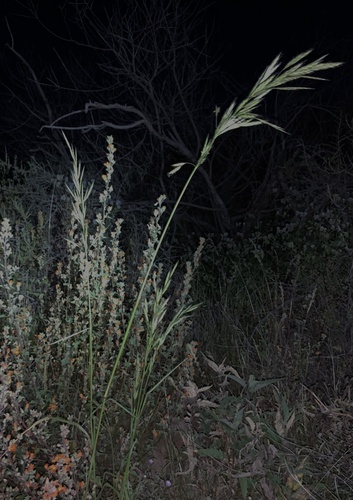 Bromus arizonicus, 2023-04-09