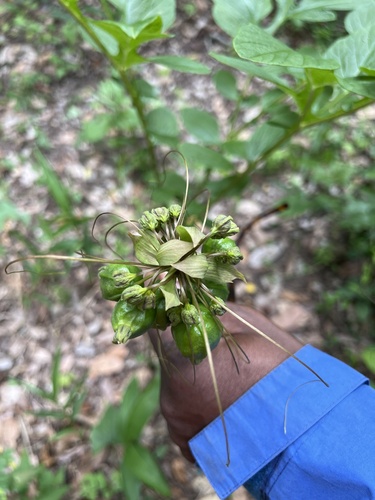 Polynesian Arrowroot