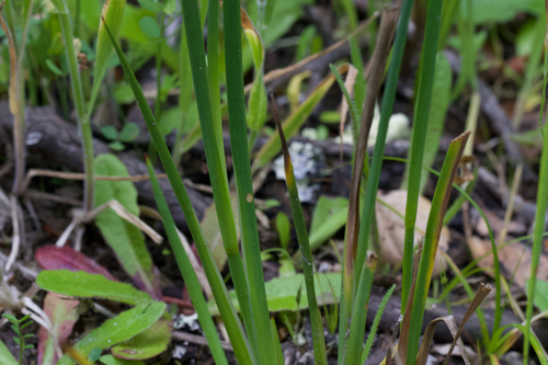 Image of Juncus phaeocephalus by (c) Arvel Hernandez, some rights reserved (CC BY)