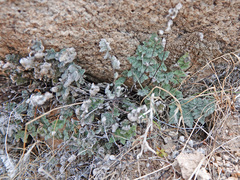 Myriopteris parryi image