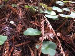 Paragymnopus sequoiae