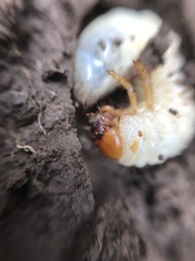 Adoryphorus coulonii