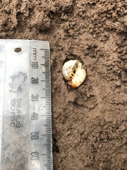 Adoryphorus coulonii