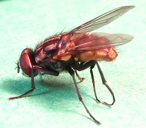 House fly