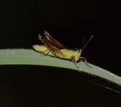 Paulinia acuminata