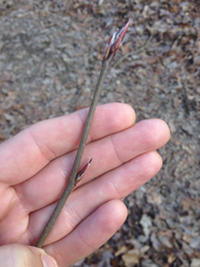 Amelanchier arborea arborea