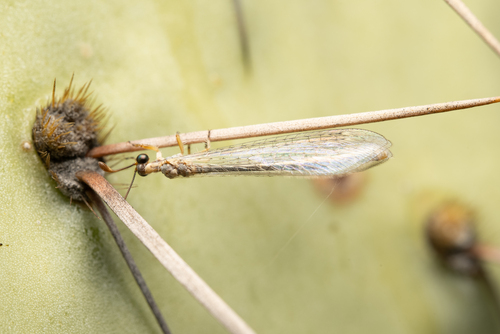 Gnopholeon delicatulus