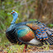 Ocellated Turkey - Photo (c) benmun89, some rights reserved (CC BY-NC)