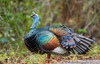 Ocellated Turkey - Photo (c) benmun89, some rights reserved (CC BY-NC)