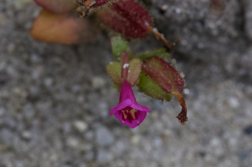 Image of Diplacus rattanii by (c) Arvel Hernandez, some rights reserved (CC BY)