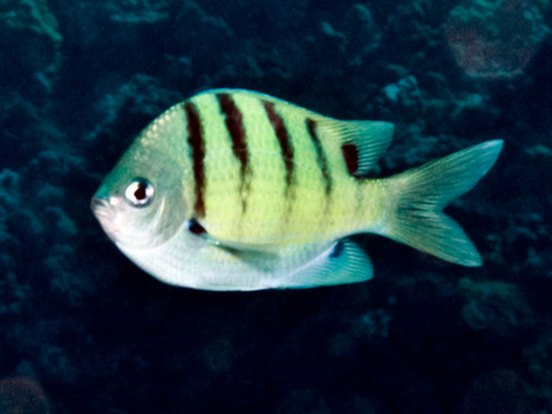 Hawaiian Sergeant Major