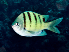 Abudefduf abdominalis