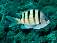 Abudefduf abdominalis